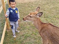 -北京鹿世界主题园
