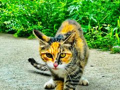 -北京西山国家森林公园