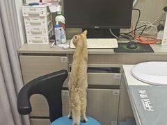 -宠物星动物医院·眼科·异宠·猫科(江南大道总院)