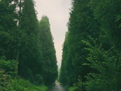 -武陵山森林公园