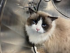 -PETKIT小佩宠物·低压洗护(国顺东路店)