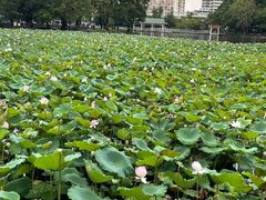 -荔湾湖公园