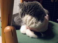-西安京西宠物医院·瘫痪·疑难杂症