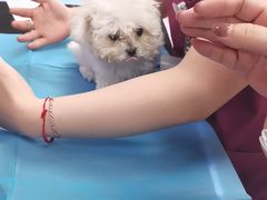 -美联众合动物医院·24h转诊中心