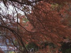 -深圳仙湖植物园