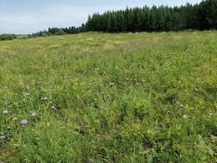 -塞罕坝国家级自然保护区