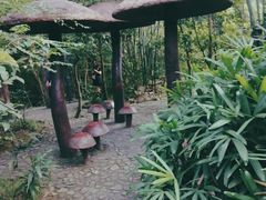 -大屏嶂森林公园