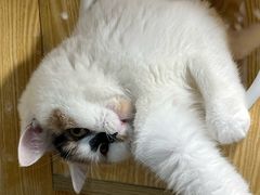 -平行世界·猫咖(首经贸店)