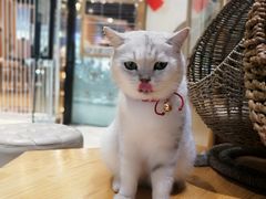 -藏猫猫咖啡主题馆(中央大道店)