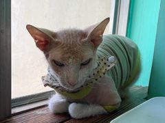 -猫在这儿猫咪咖啡馆·撸猫馆