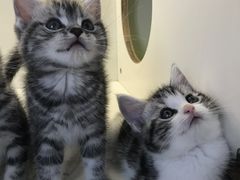 -喵zoo家庭繁育猫舍(尖东智能花园店)