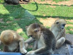 -大连森林动物园