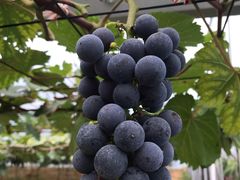 -海堤葡萄园中小学生研学基地