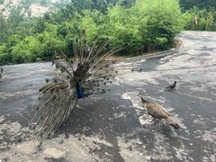 -西霞口神雕山野生动物世界