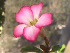 -北京植物园-展览温室