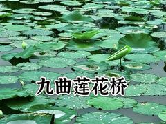 -大湾区中央湿地公园