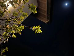 -青桃餐厅