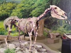 -陕西自然博物馆