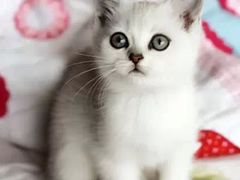 iphone_upload_pic-Bastet sally猫舍购宠(静安店)