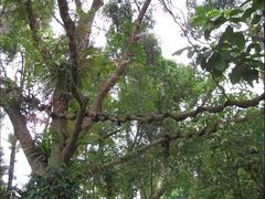 -广西壮族自治区药用植物园