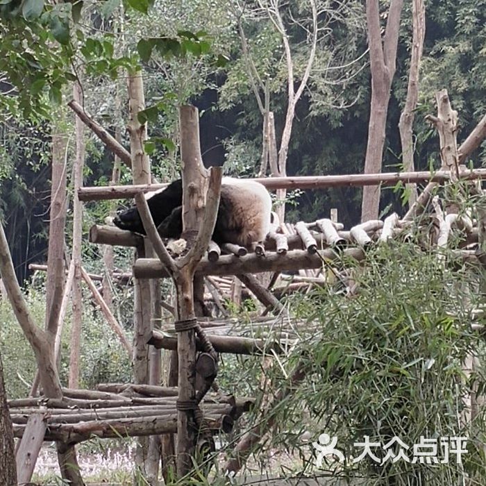 大熊貓繁育研究基地