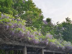 -济南大明湖景区