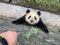 -都江堰中华大熊猫苑