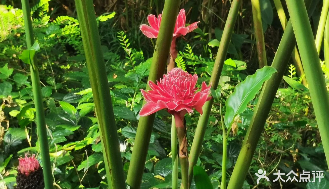 海南旅游｜天了噜‼️热带植物园让我开了眼👀
