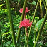 海南旅游｜天了噜‼️热带植物园让我开了眼👀