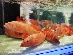 -盒马X会员店(上海森兰商都店)