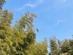 -宜兴龙背山森林公园