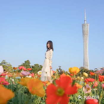 春季踏春 广州塔下新花海·虞美人油画海报