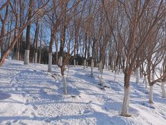 -大兴滨河森林公园