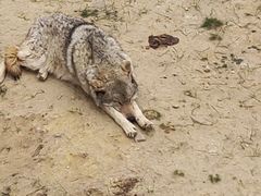 -鄂尔多斯野生动物园