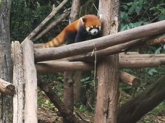 -成都大熊猫繁育研究基地
