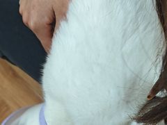 -瑞派名望志远动物医院·猫科·內科·异宠专科(直港大道店)