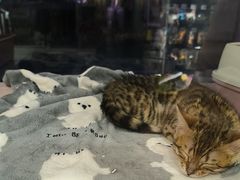 -FAELING PETS美天灵宠物(富力广场店)