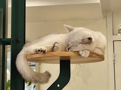 -共舞时光猫咖·狗咖(新街口店)