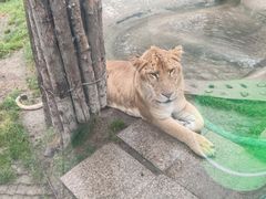 -横道河子东北虎林园
