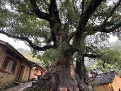 -杨家堂村