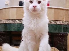 -十年猫舍·猫咪专门店(普陀店)