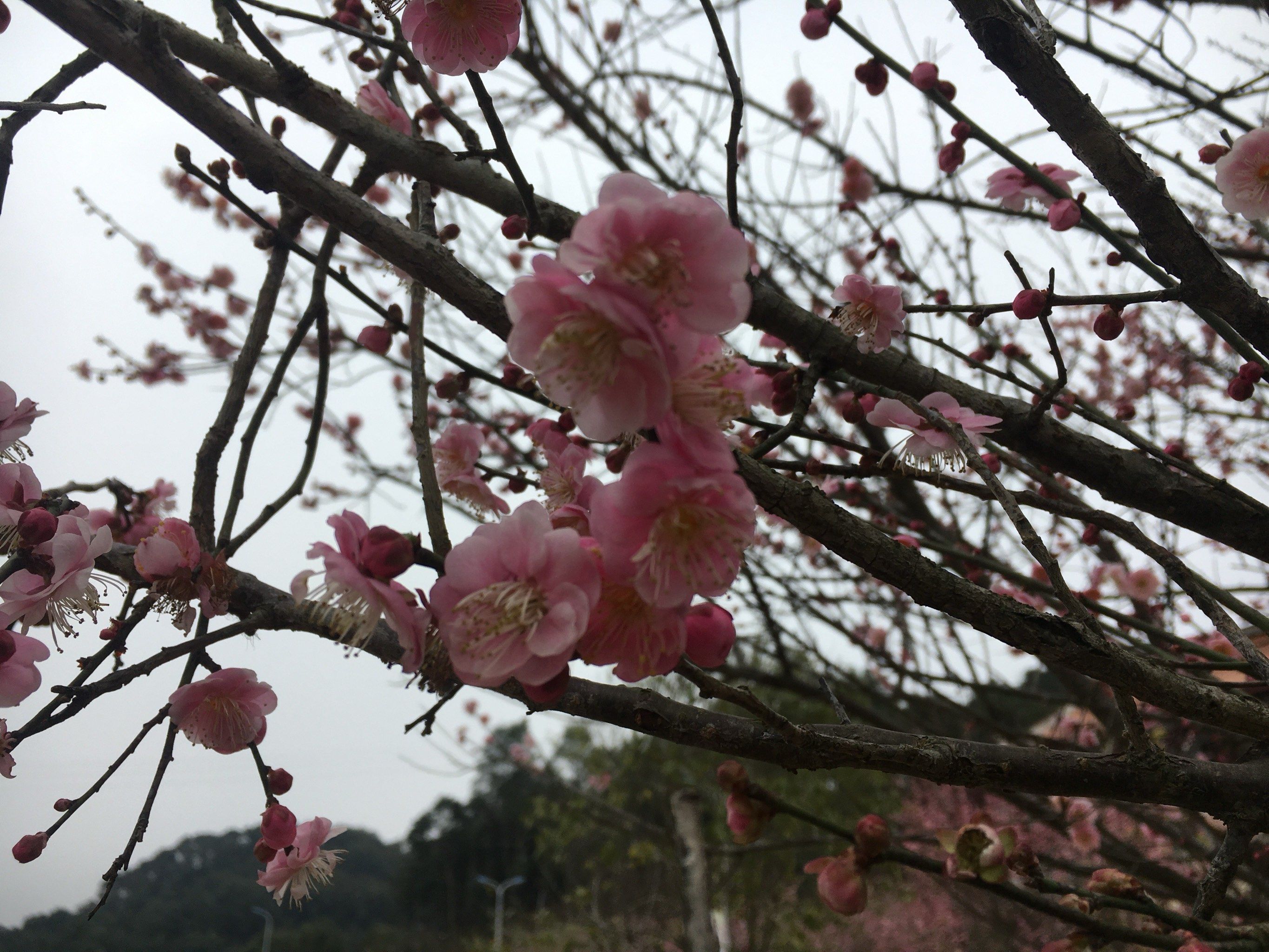 林阳寺梅花