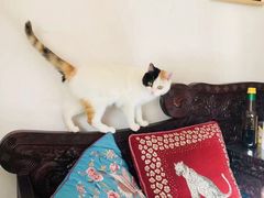 -纳吉亚猫专科动物诊疗中心(蒋宅口分院)