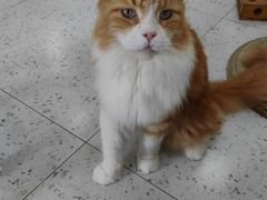 -喵园·猫主题咖啡厅·撸猫·猫咖(国贸店)