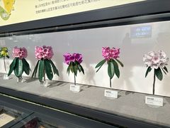 -四川大学博物馆