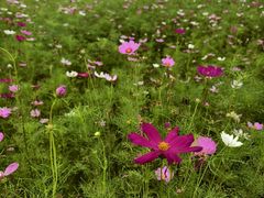 -中国天府农业博览园