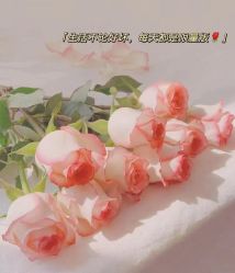-香薇妮丝女子减肥院