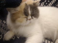 -平行世界·猫咖(首经贸店)
