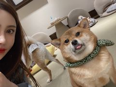 -逗柴咖啡屋·狗咖猫咖宠物桌游