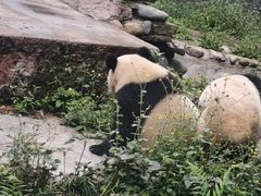 -中国大熊猫保护研究中心雅安碧峰峡基地